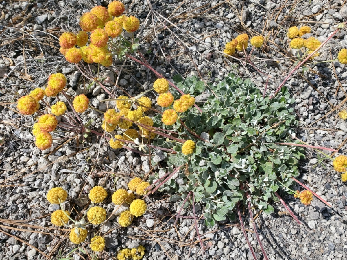 Eriogonum umbellatum var. dumosum