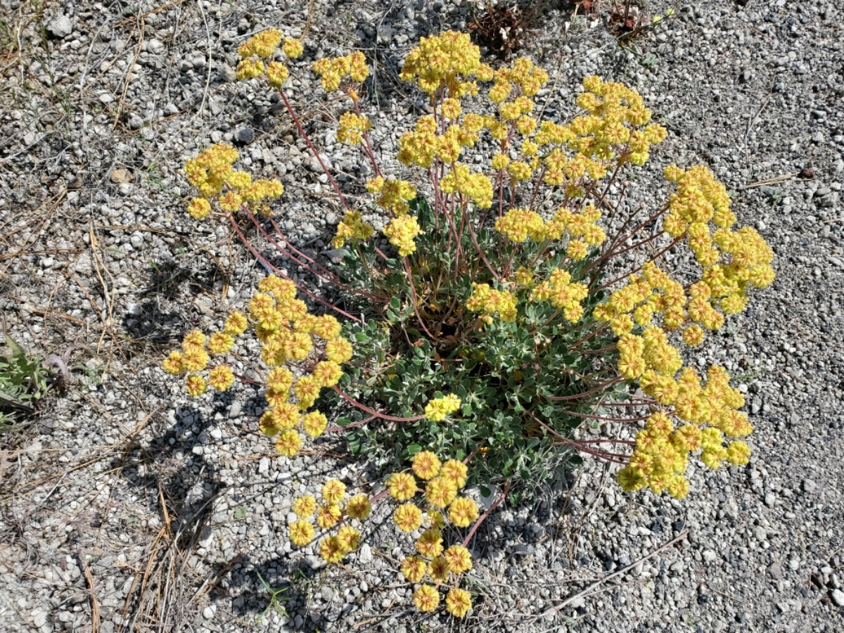 Eriogonum umbellatum var. dumosum