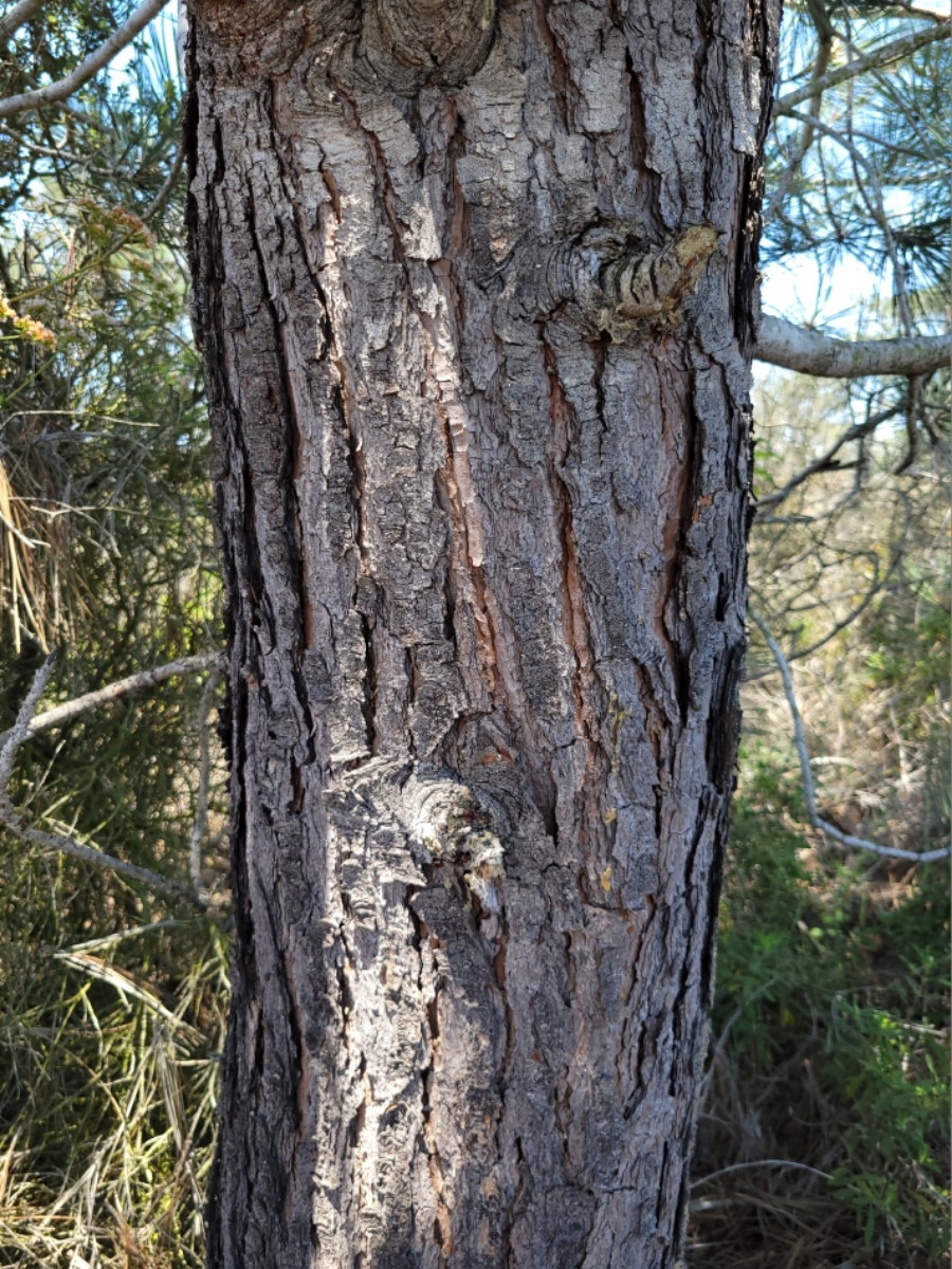 Pinus torreyana ssp. torreyana