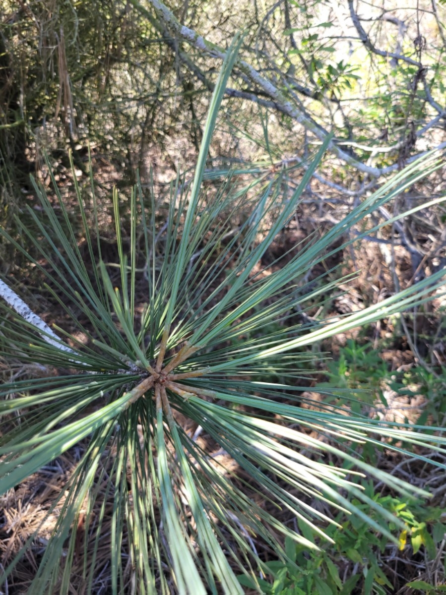 Pinus torreyana ssp. torreyana