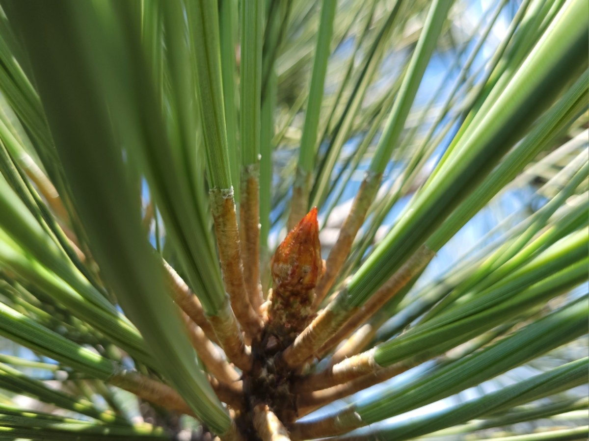 Pinus torreyana ssp. torreyana