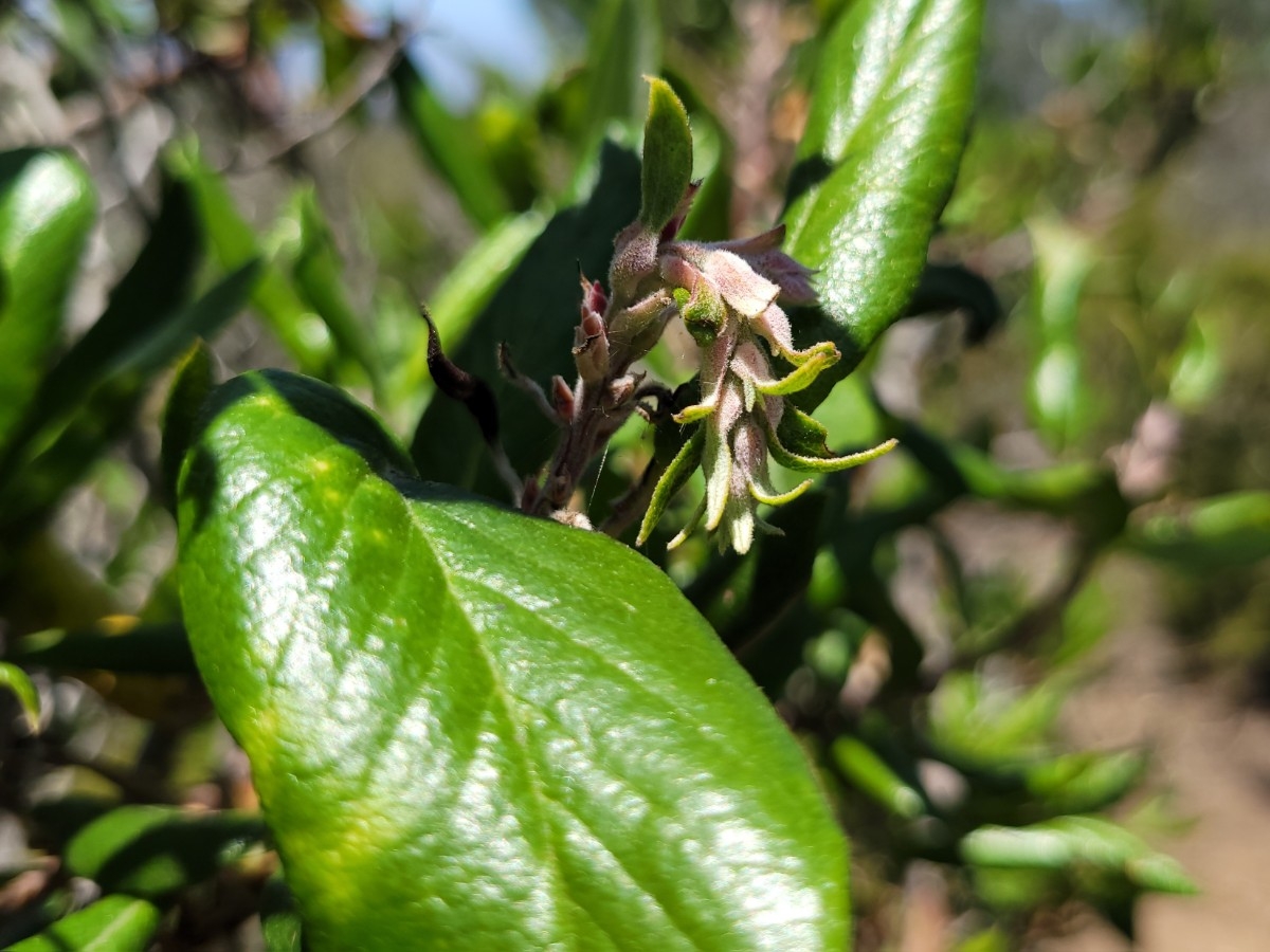 Xylococcus bicolor