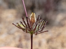 Cordylanthus rigidus ssp. setiger