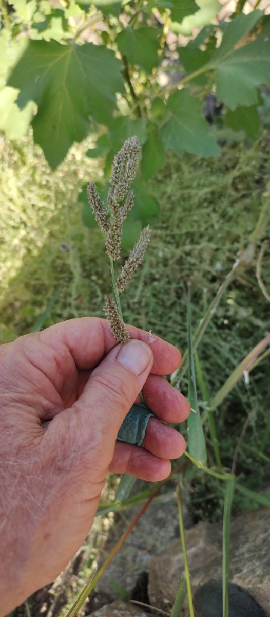 Setaria pumila ssp. pumila