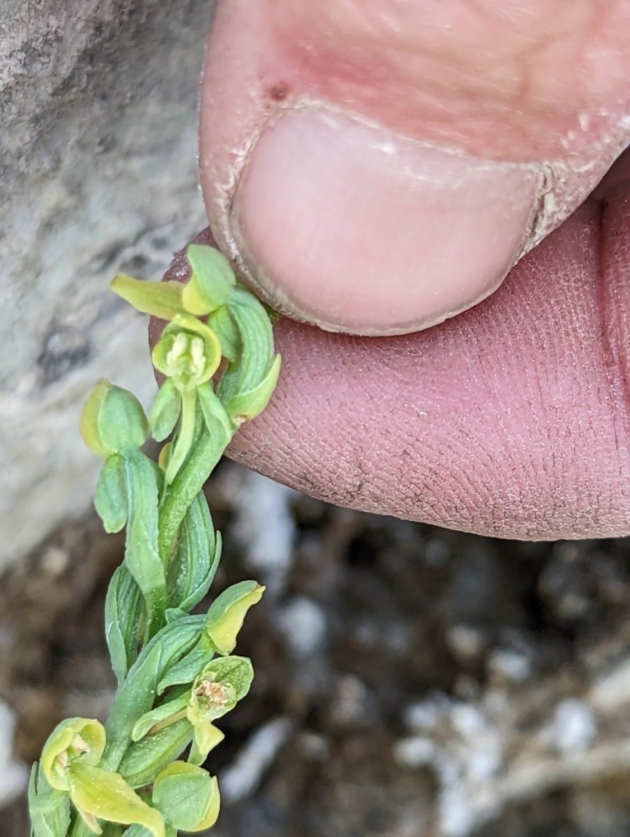 Platanthera tescamnis