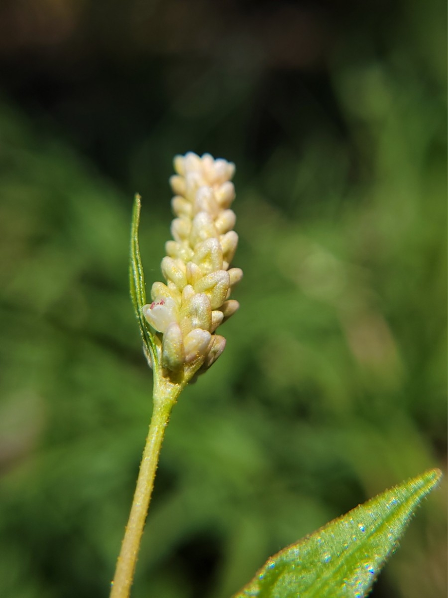 Persicaria punctata