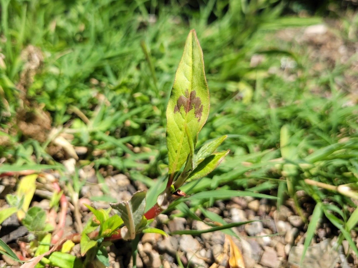 Persicaria punctata