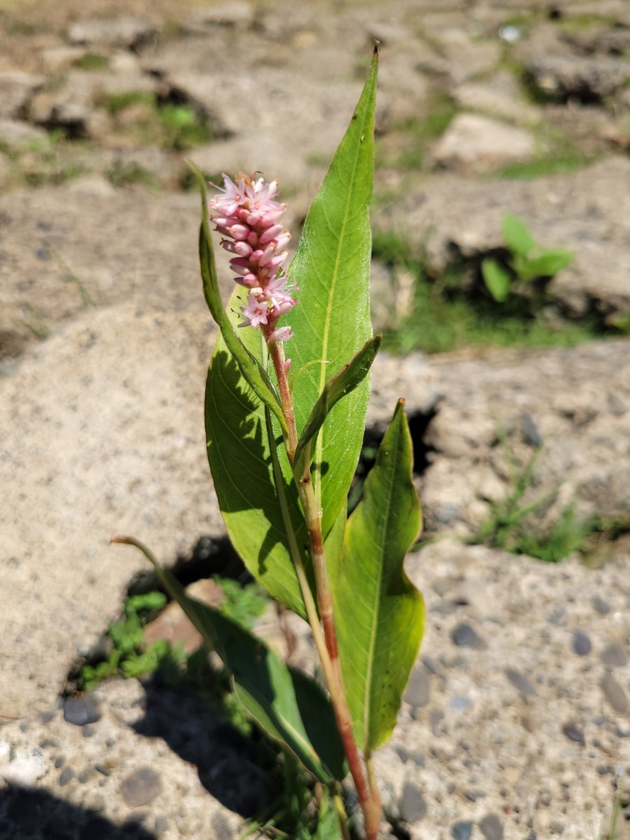 Persicaria amphibia