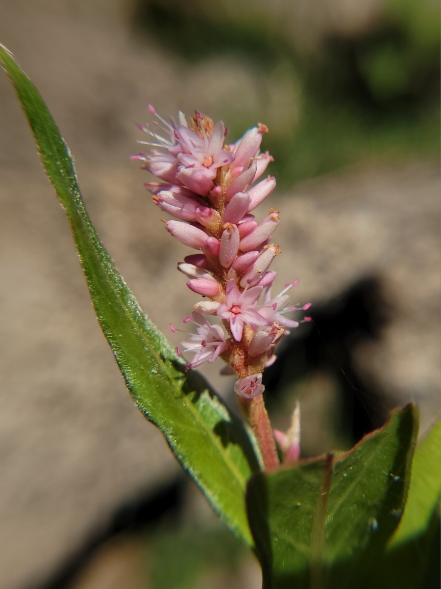 Persicaria amphibia