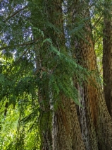 Thuja plicata