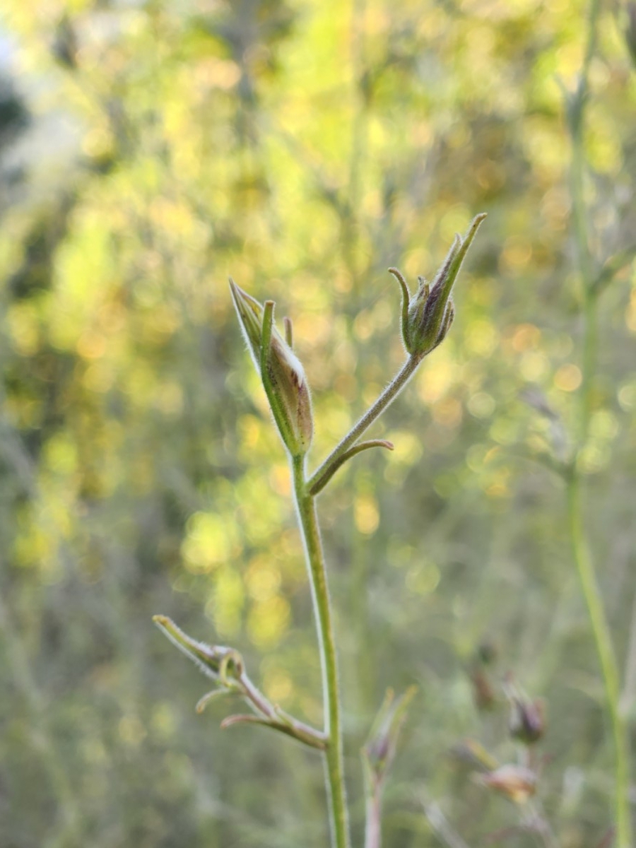 Cordylanthus pilosus ssp. pilosus