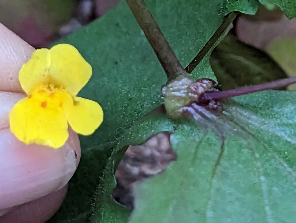 Erythranthe angulosa