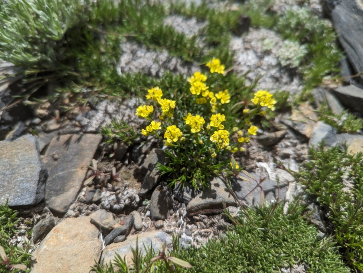 Draba densifolia