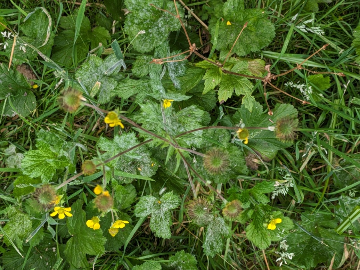 Geum aleppicum