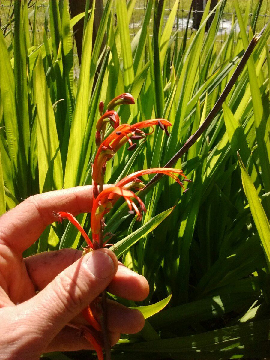 Crocosmia Xcrocosmiiflora