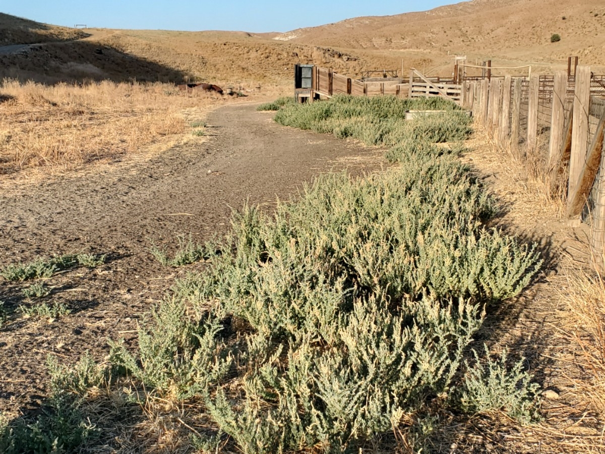 Atriplex serenana var. serenana