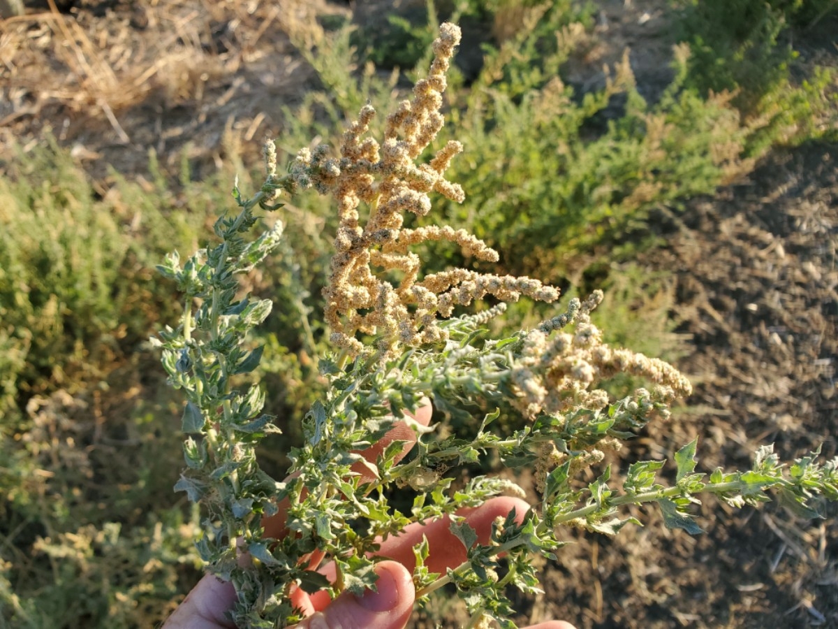 Atriplex serenana var. serenana