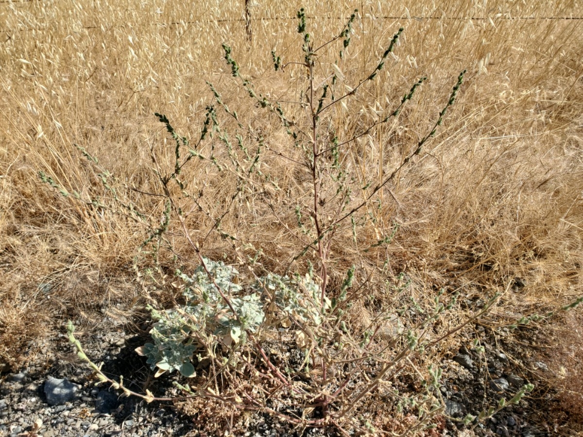 Antirrhinum ovatum