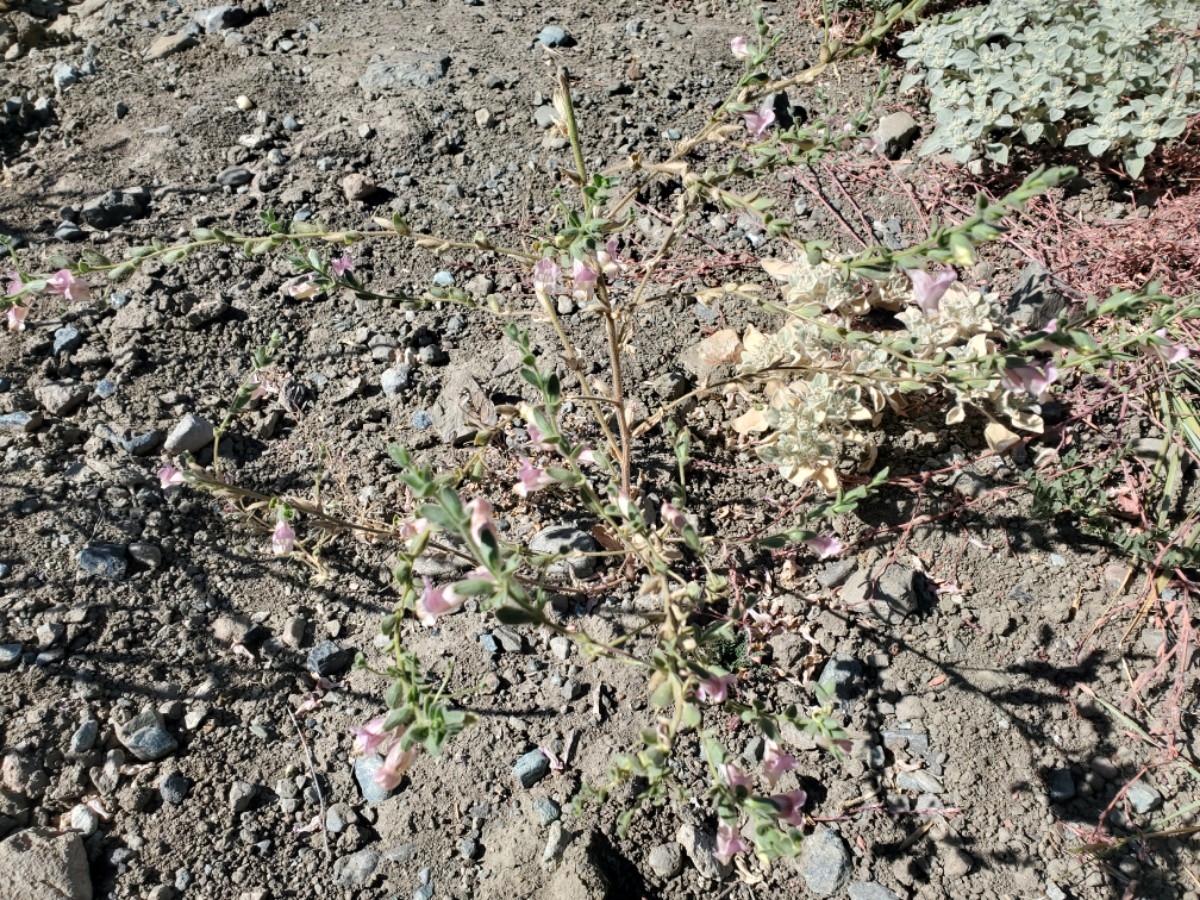 Antirrhinum ovatum