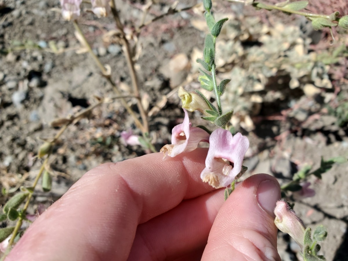 Antirrhinum ovatum