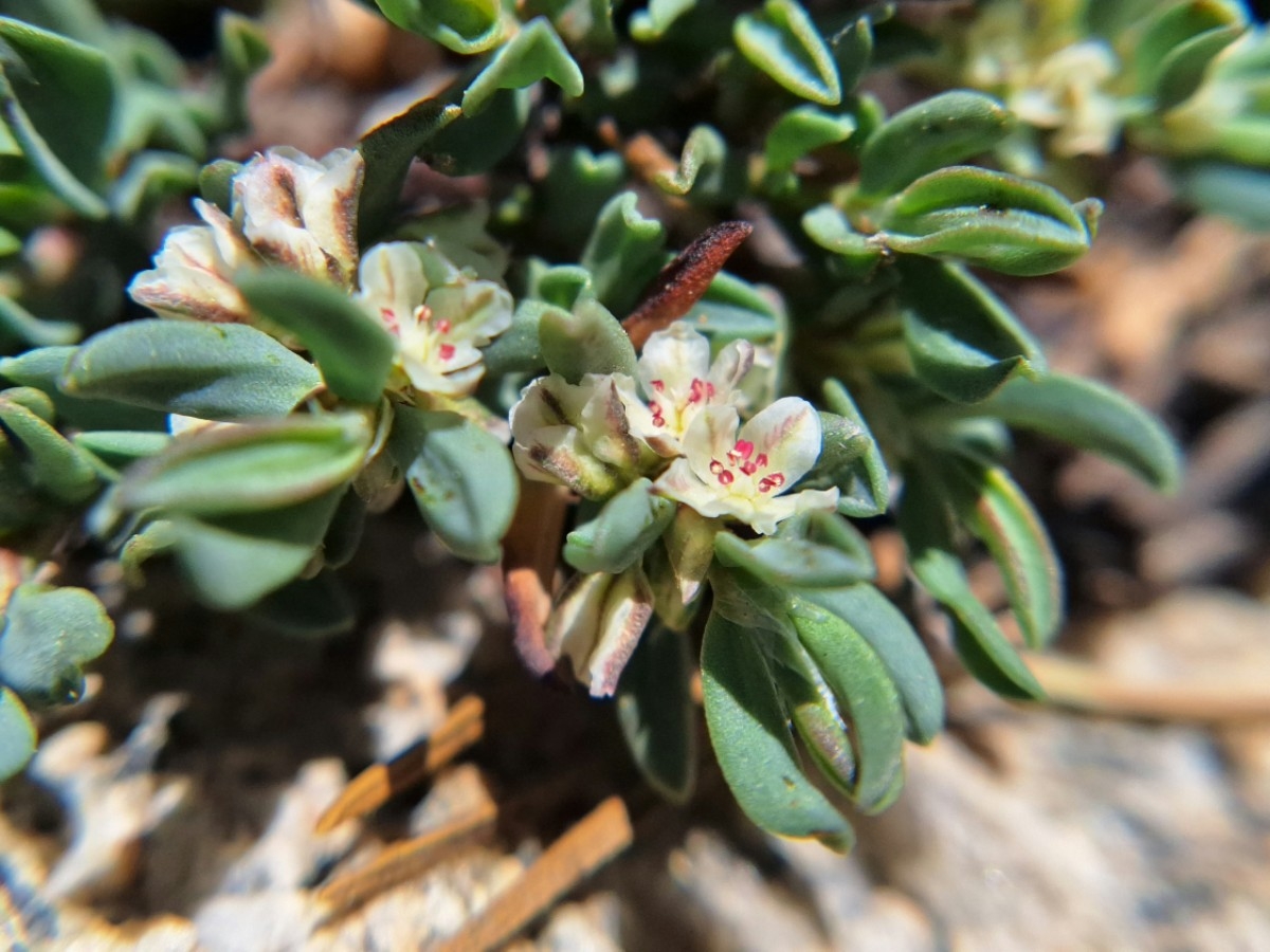 Polygonum shastense