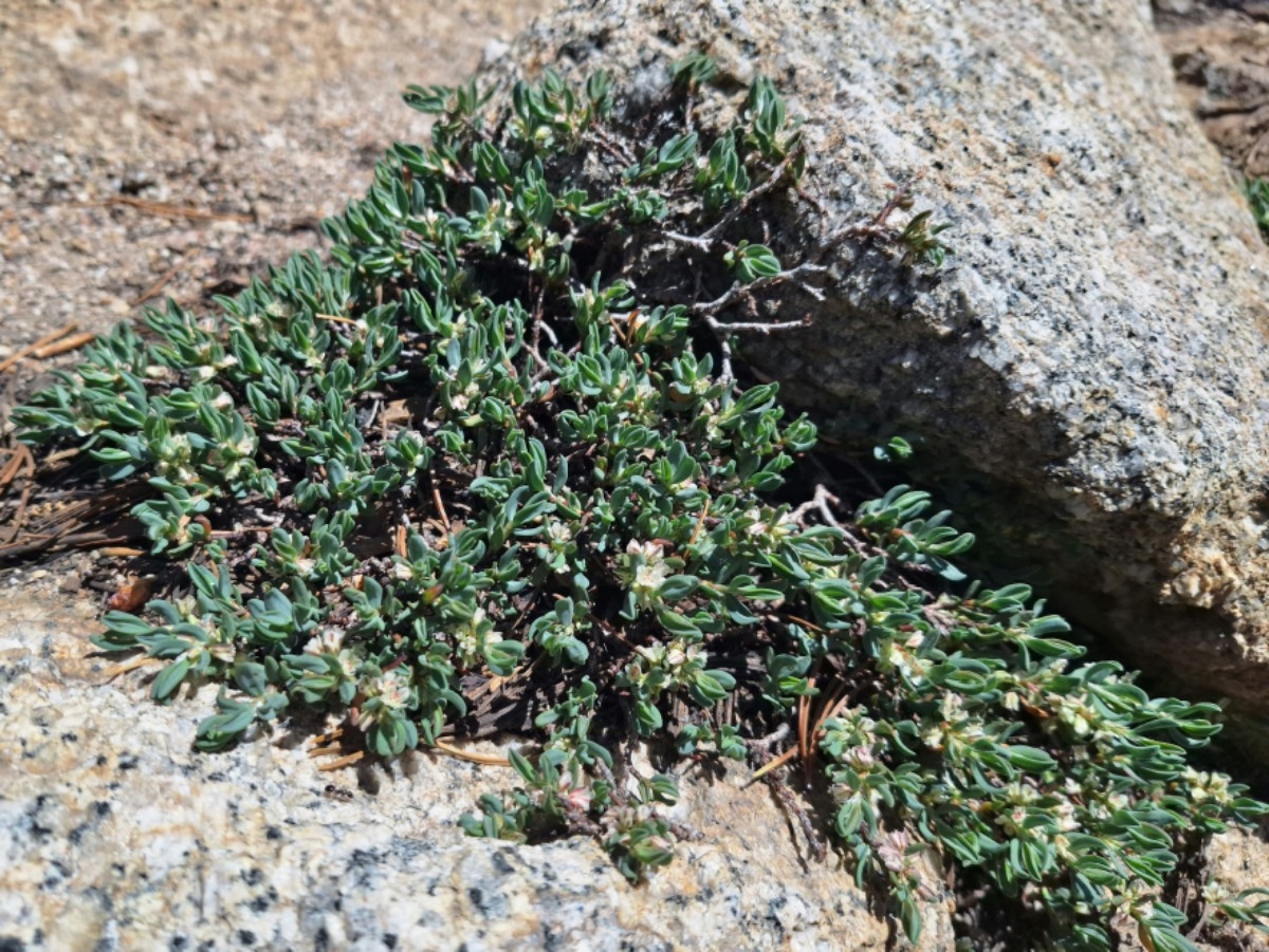 Polygonum shastense