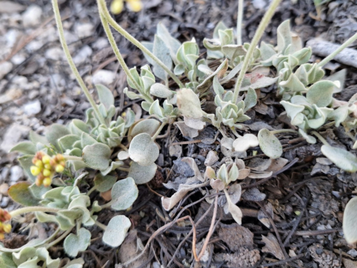 Eriogonum incanum