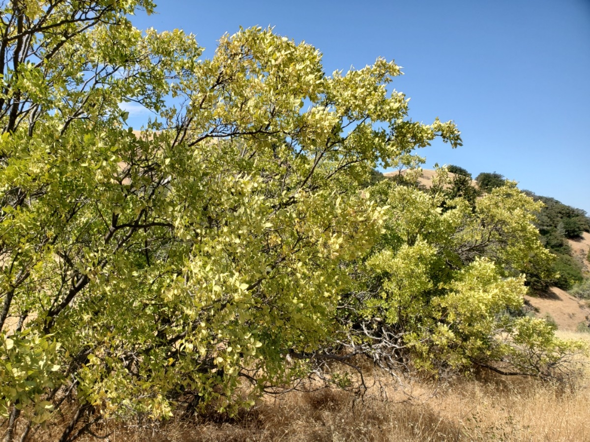 Fraxinus dipetala