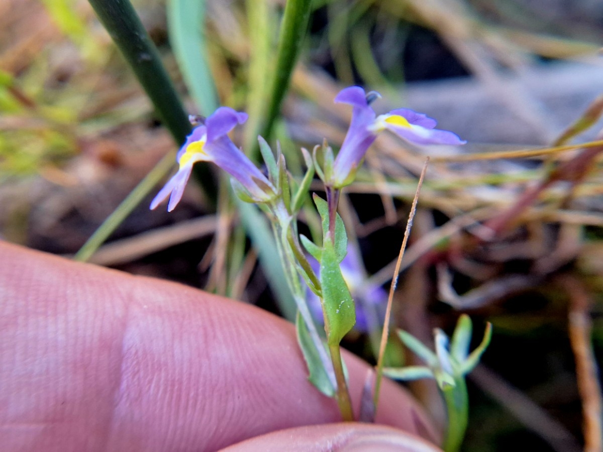 Porterella carnosula