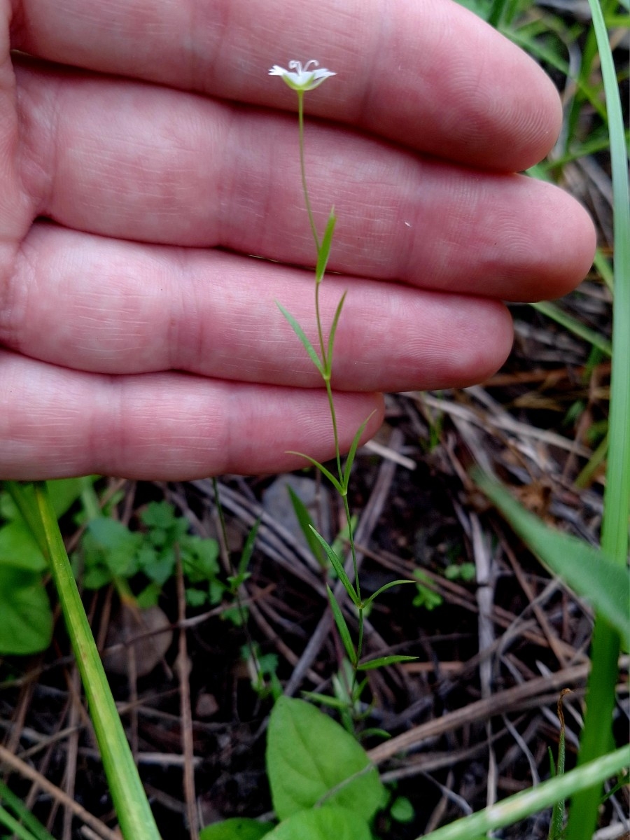 Stellaria longipes ssp. longipes