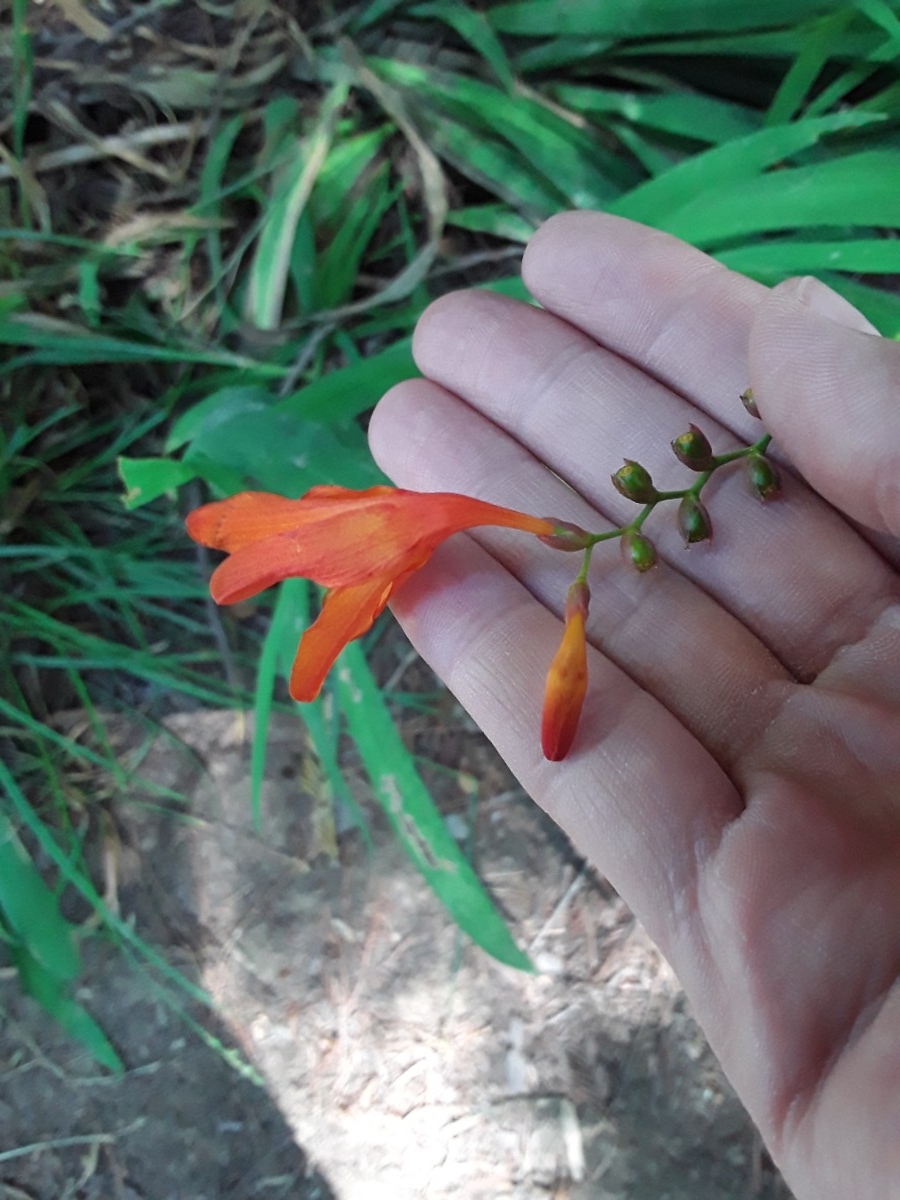 Crocosmia Xcrocosmiiflora