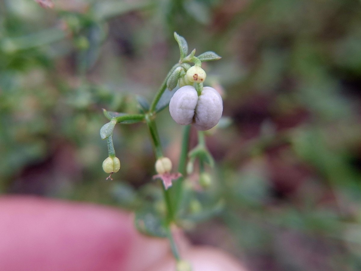 Galium bolanderi