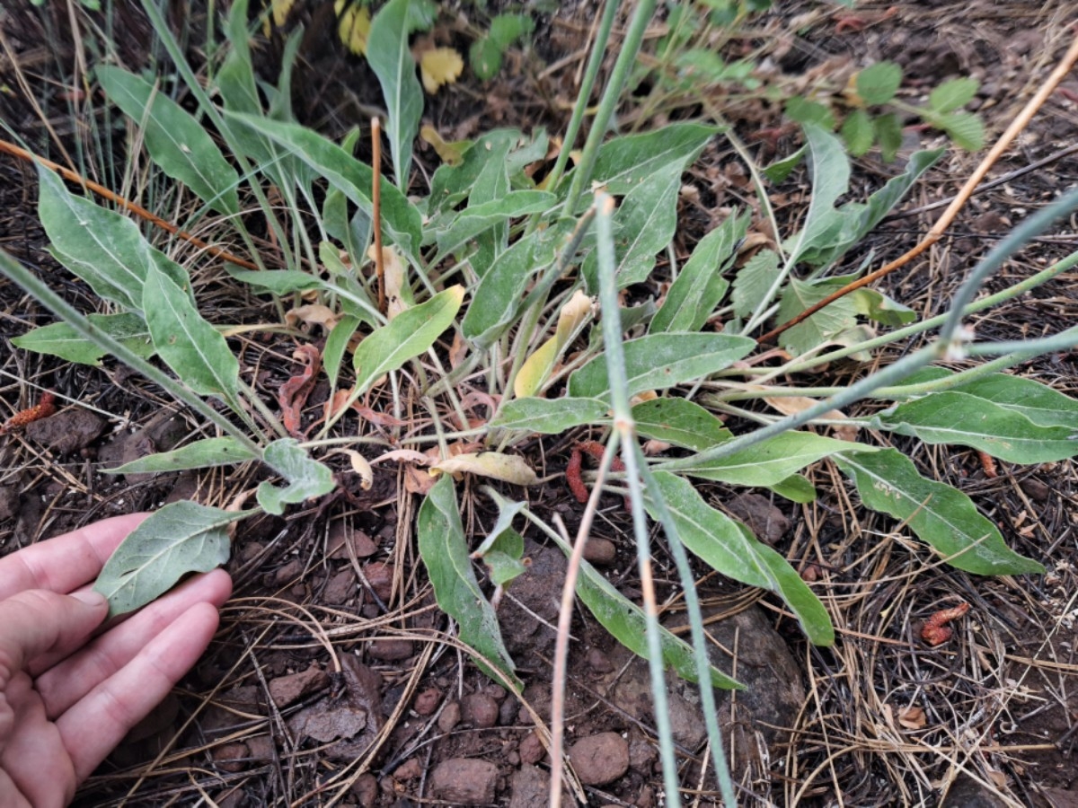 Eriogonum elatum