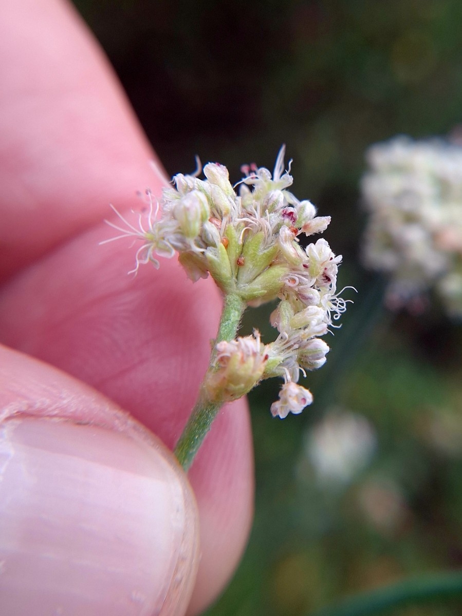 Eriogonum elatum