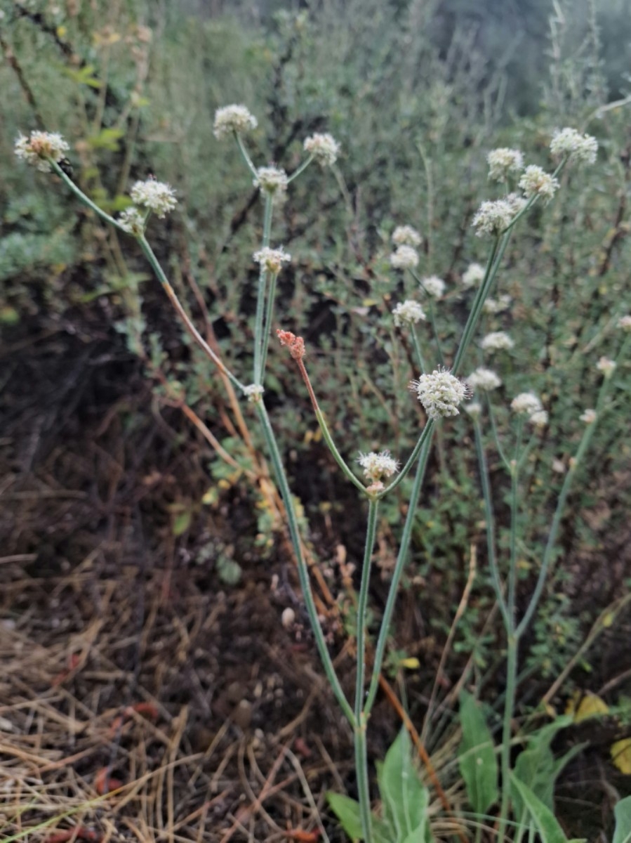 Eriogonum elatum var. villosum