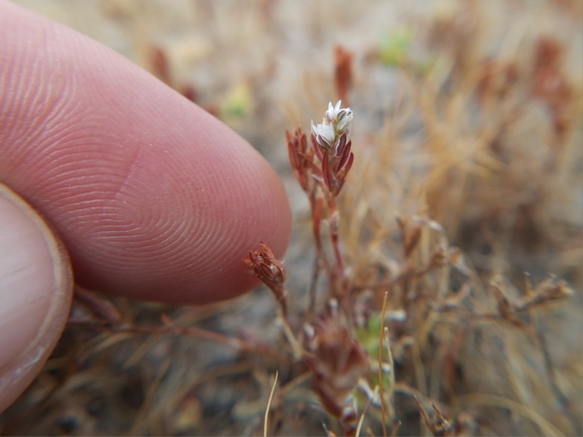 Polygonum polygaloides ssp. confertiflorum