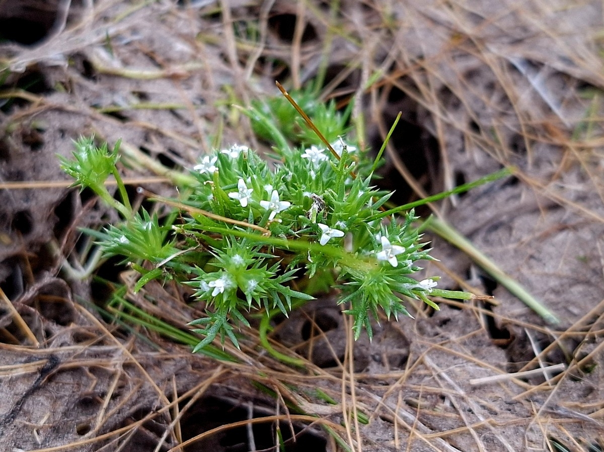 Navarretia leucocephala ssp. minima