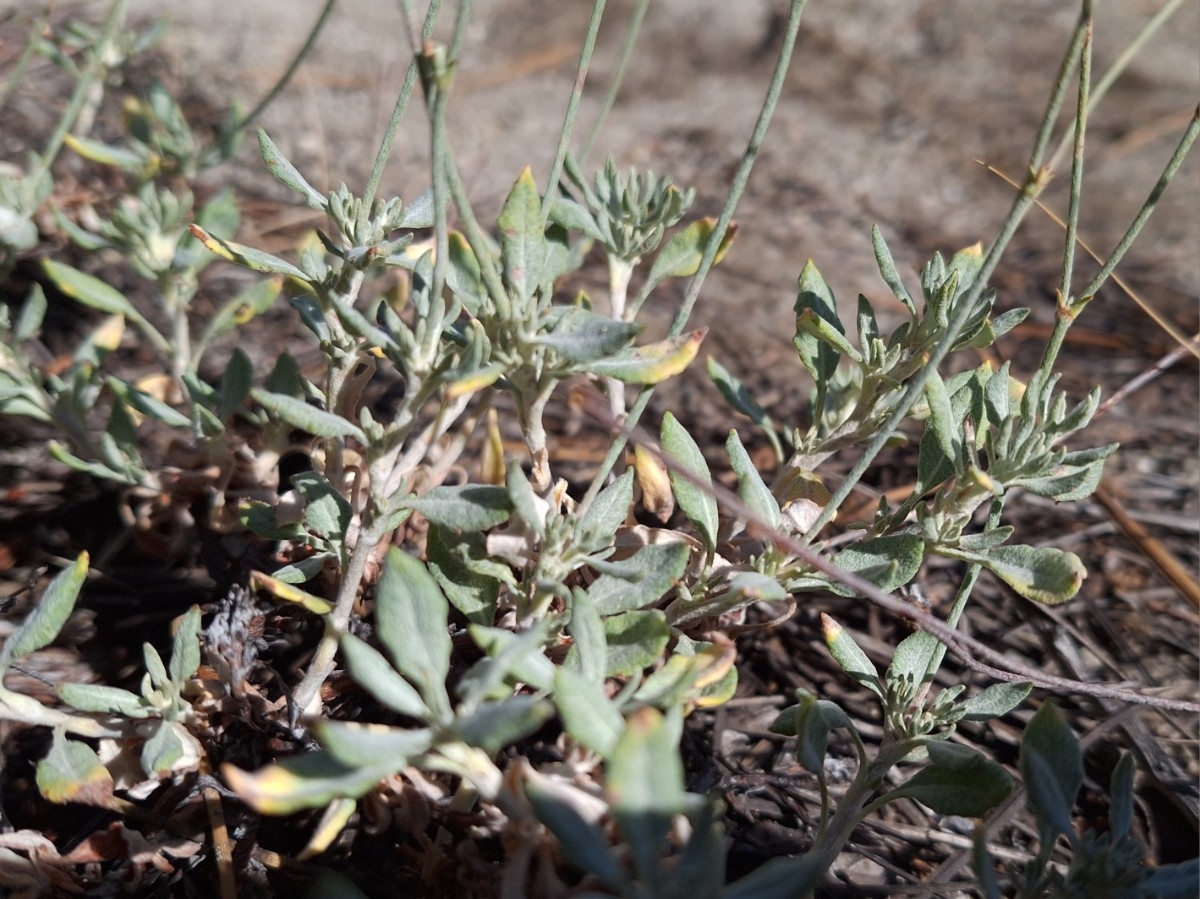 Eriogonum wrightii var. subscaposum