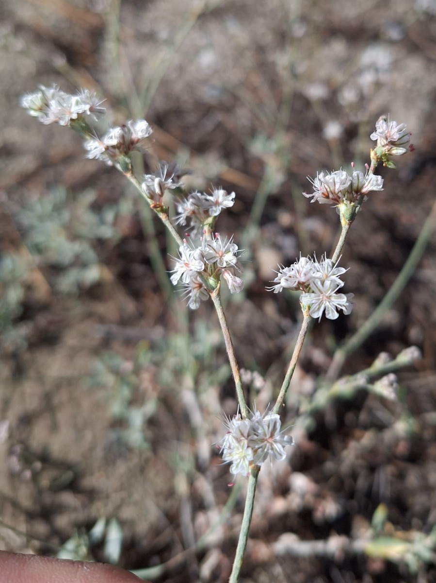 Eriogonum wrightii var. subscaposum