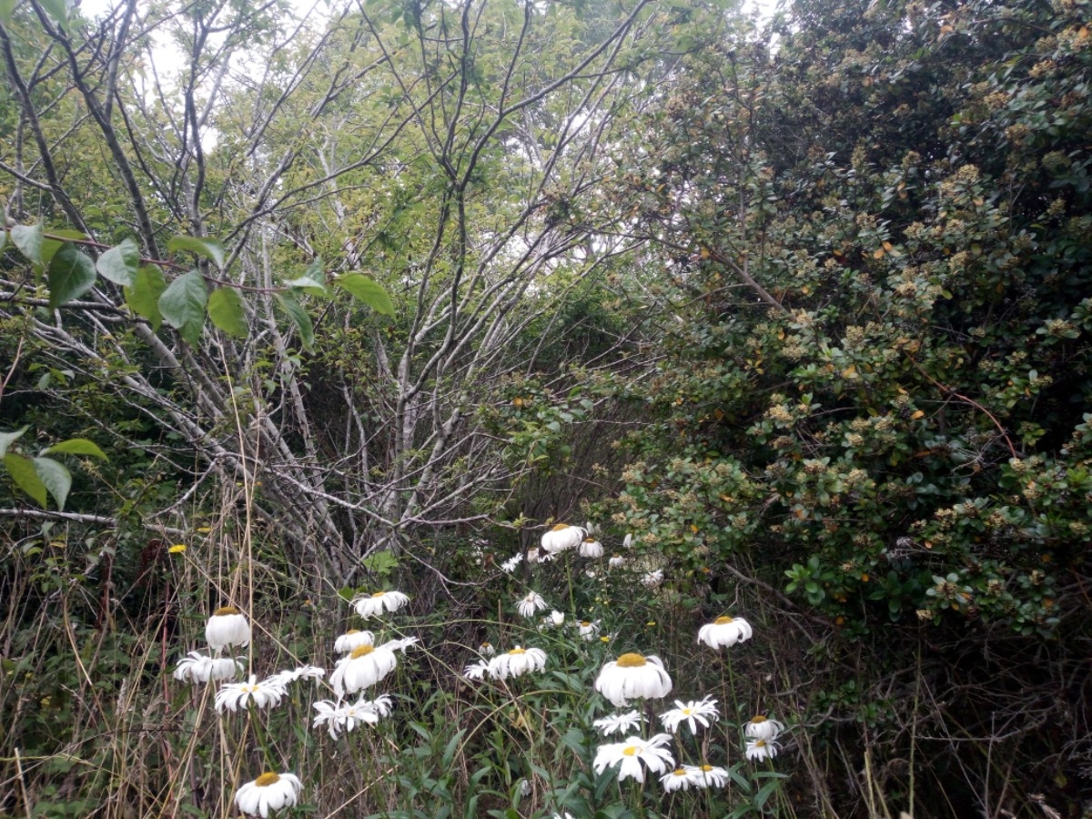 Leucanthemum maximum