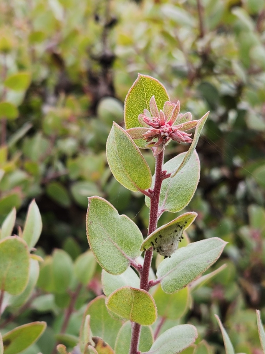 Arctostaphylos morroensis