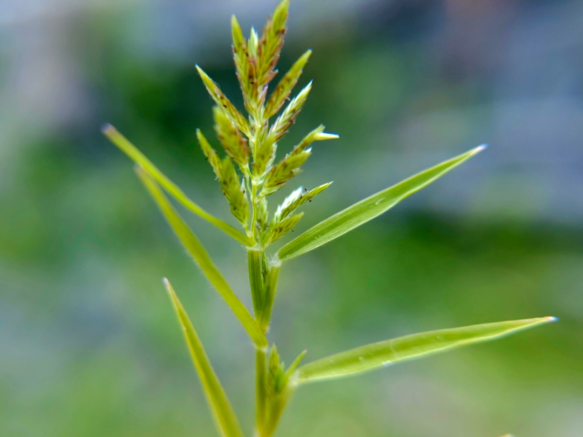 Eragrostis hypnoides