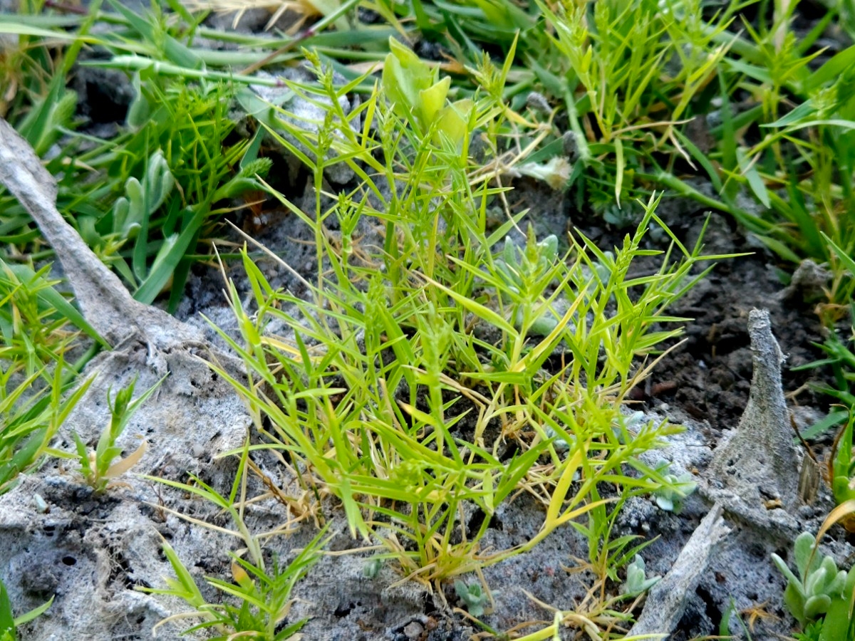 Eragrostis hypnoides