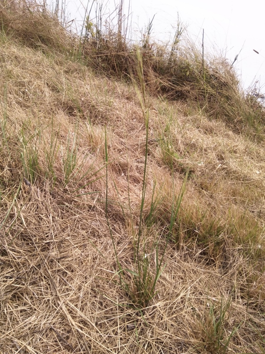 Stipa manicata