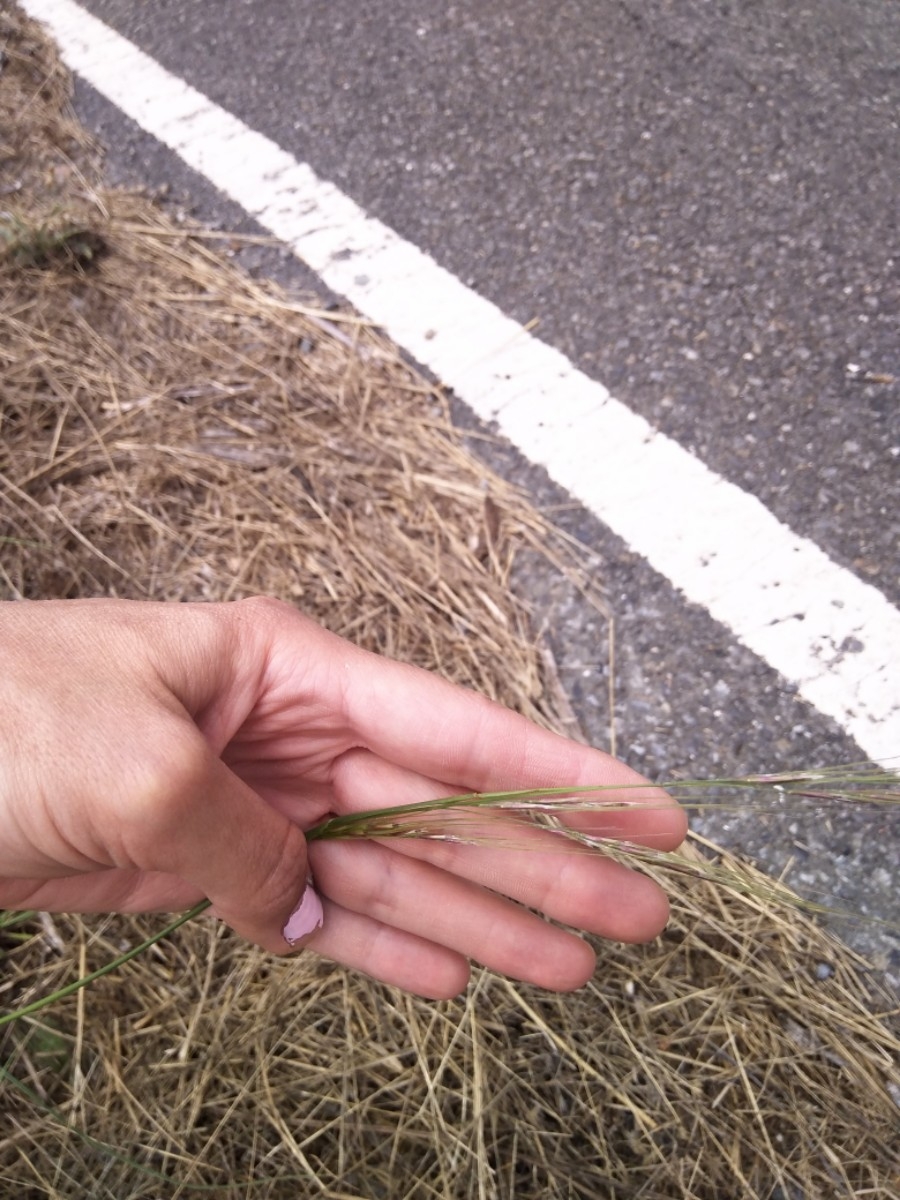 Stipa manicata