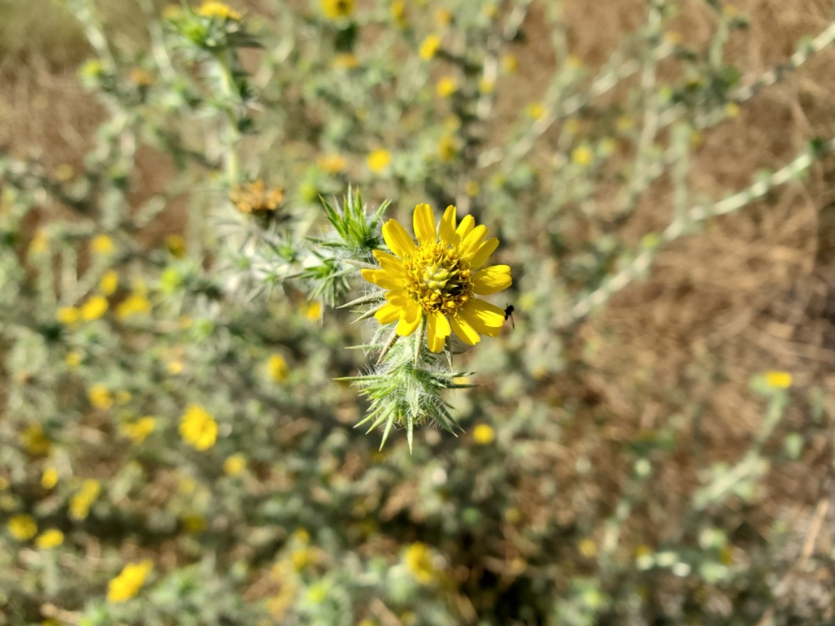 Centromadia pungens ssp. pungens