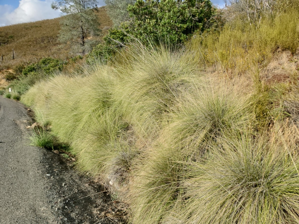 Muhlenbergia rigens