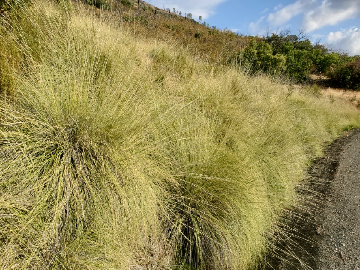 Muhlenbergia rigens