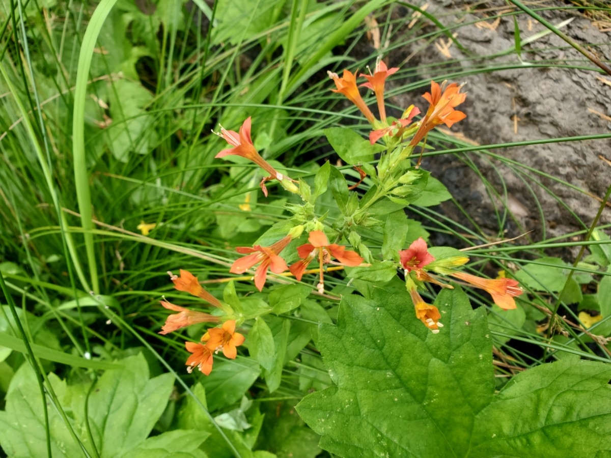 Collomia rawsoniana