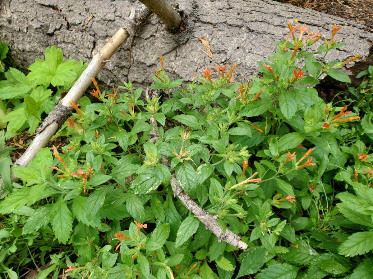 Collomia rawsoniana